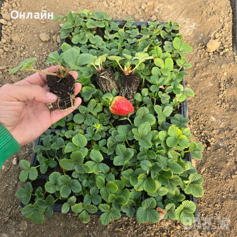 Разсад ягоди в тарелка/табла, снимка 10 - Разсади - 53593951