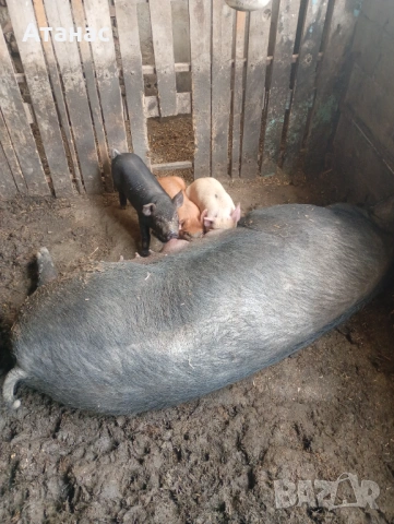 Продавам малки прасенца 100 евро за брой, снимка 7 - Прасета - 51133012