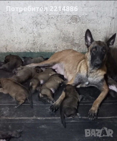 Белгийски овчарки-Малиноа 