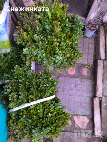 Клончета чемшир за вкореняване-10 броя за 6лв, снимка 3 - Градински цветя и растения - 49743117