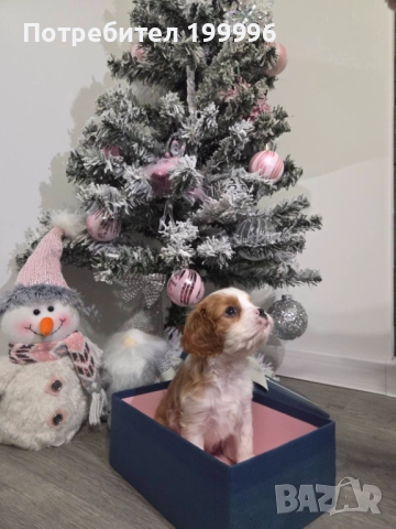 Кавалер кинг чарлз