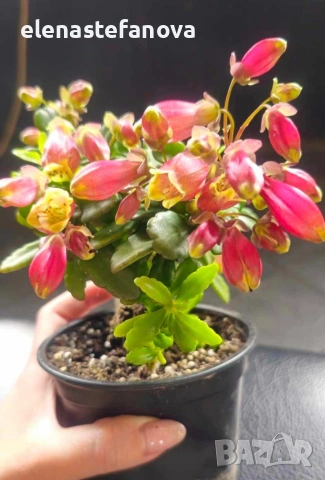 Каланхое Wendy , снимка 2 - Стайни растения - 54084470
