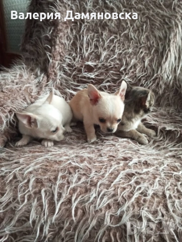 Чихуахуа, снимка 13 - Чихуахуа - 53409879