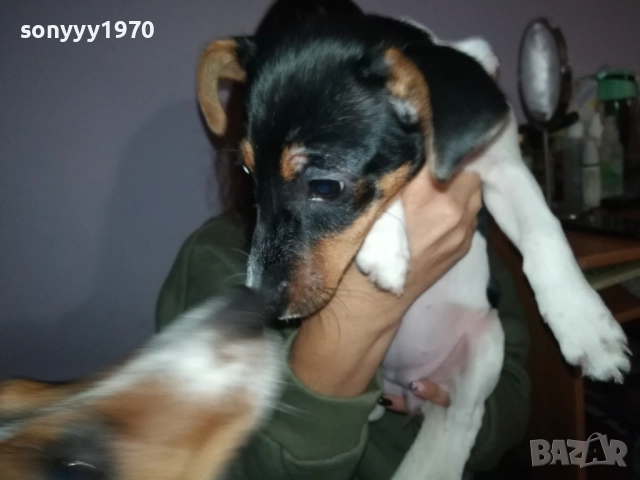 ДЖАК РЪСЕЛ-БЕБЕ 0112251627, снимка 9 - Джак ръсел териер - 52614774