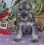 Мини шнауцер, женско Salt & Pepper , снимка 1