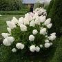 💞🤍🍀 Hydrangea paniculata 'Polar Bear' Хортензия метличеста „Полярна мечка“, снимка 2