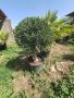 Маслиново дърво за перфектният декор на вашата градина!!!, снимка 11