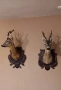 Препарирани Сръндаци 2 броя, снимка 4