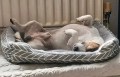 Легло за кучета или котки, 60×45 см, снимка 9
