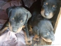 Продавам  кучета ягтериер , снимка 11