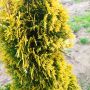 Туя Златен Смарагд, Thuja Occidentalis Golden Smaragd, снимка 7