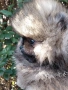 продавам померан , снимка 3