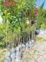 Цитросови и маслинови дръвчета , снимка 1 - Градински цветя и растения - 45295241