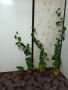 Маракуя(пасифлора),мандарини,авокадо , снимка 1 - Стайни растения - 36791107