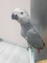 Подарявам папагал Жако, снимка 1 - За птици - 45446900
