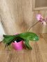 Орхидея Джилиън, снимка 2
