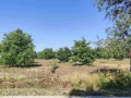 ПРОДАВА ОРЕХОВА ГРАДИНА в село Тодор Икономово, снимка 2