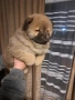 продавам чау чау , снимка 7