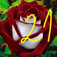 Продавам рози в контейнери, снимка 5 - Градински цветя и растения - 45109095