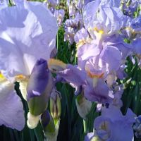 Ирис ,Перуника , снимка 9 - Градински цветя и растения - 45241298