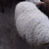 продавам овце за клане или тамазлък , снимка 2 - Овце - 45775695