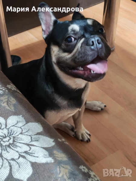 Френски булдог, снимка 1