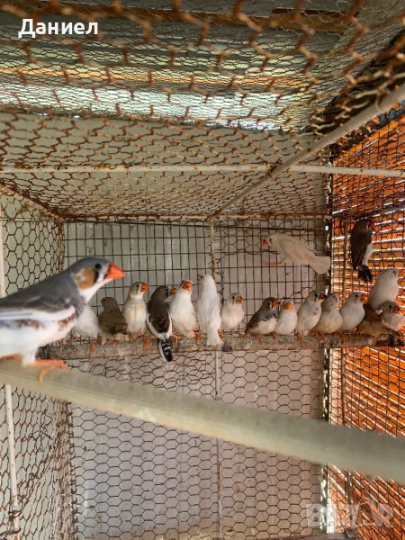 Зеброви амадини, снимка 1