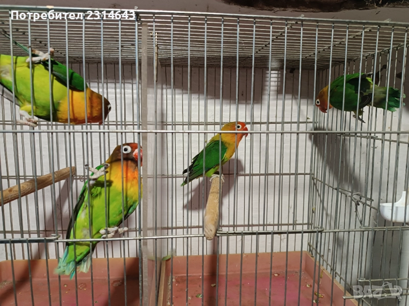 Папагали неразделки , снимка 1
