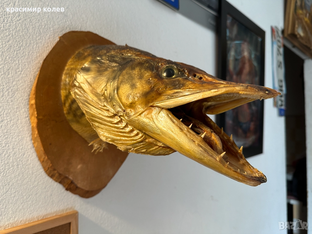 голяма препарирана глава на щука/сувенир за стена/, снимка 1