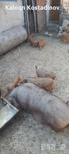 Продавам виетнамски прасета , снимка 1