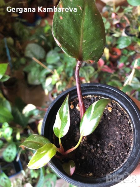 Philodendron Pink Princess , снимка 1