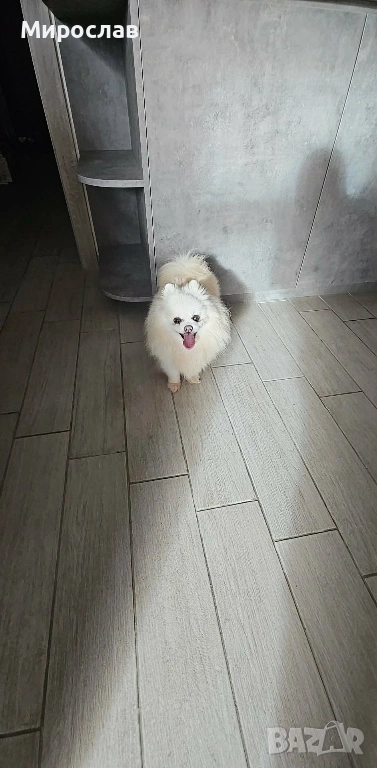 Мини Померан, снимка 1