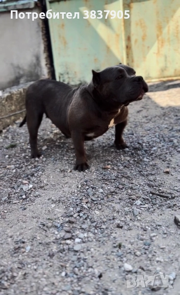 Американско були покет, снимка 1