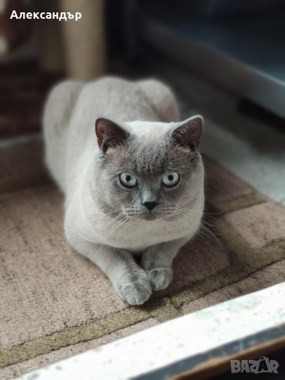 Шотландски , снимка 1