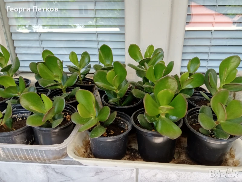 Дървото на живота,около 10см., снимка 1