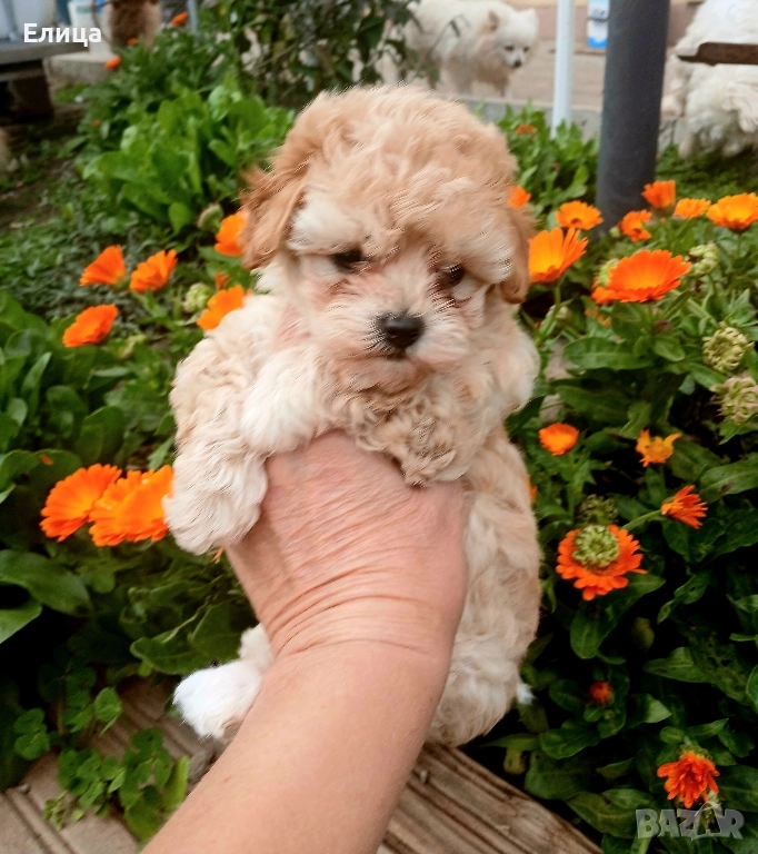 Малтипу/Той пудел , снимка 1