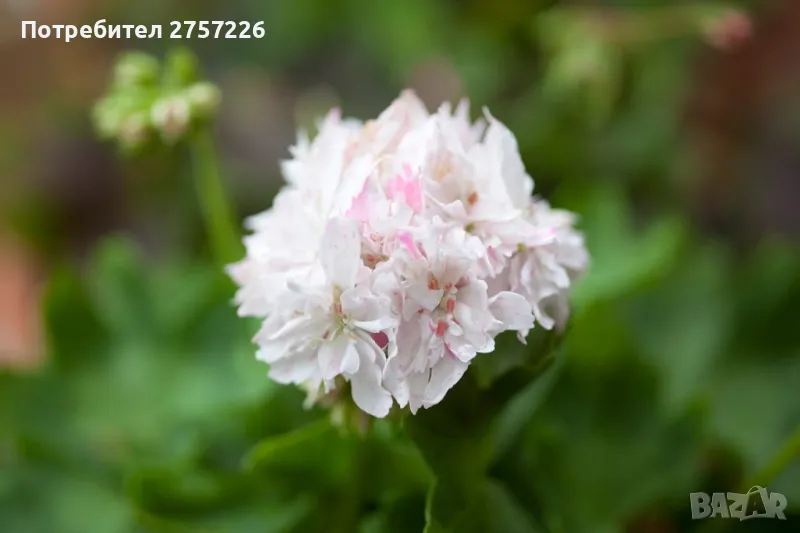 Pelargonium Snowbright, снимка 1