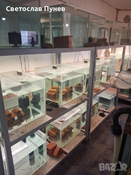 Продавам аквариомите по 50лв стила жители по 250лв, снимка 1