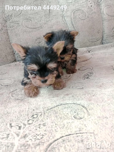 Мини йорки, снимка 1
