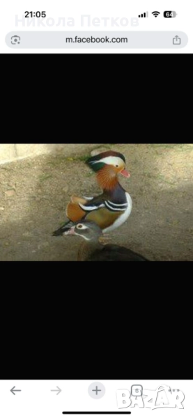 Патета мандаринки, снимка 1