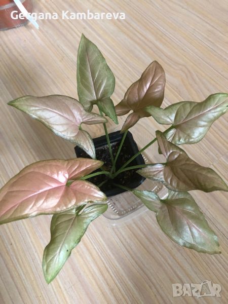 Syngonium Pink Schott , снимка 1