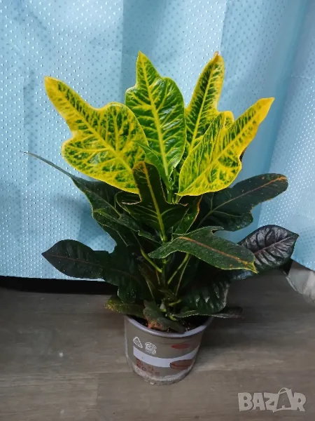 Крутон 54см., снимка 1