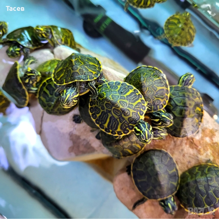 Водни костенурки, снимка 1
