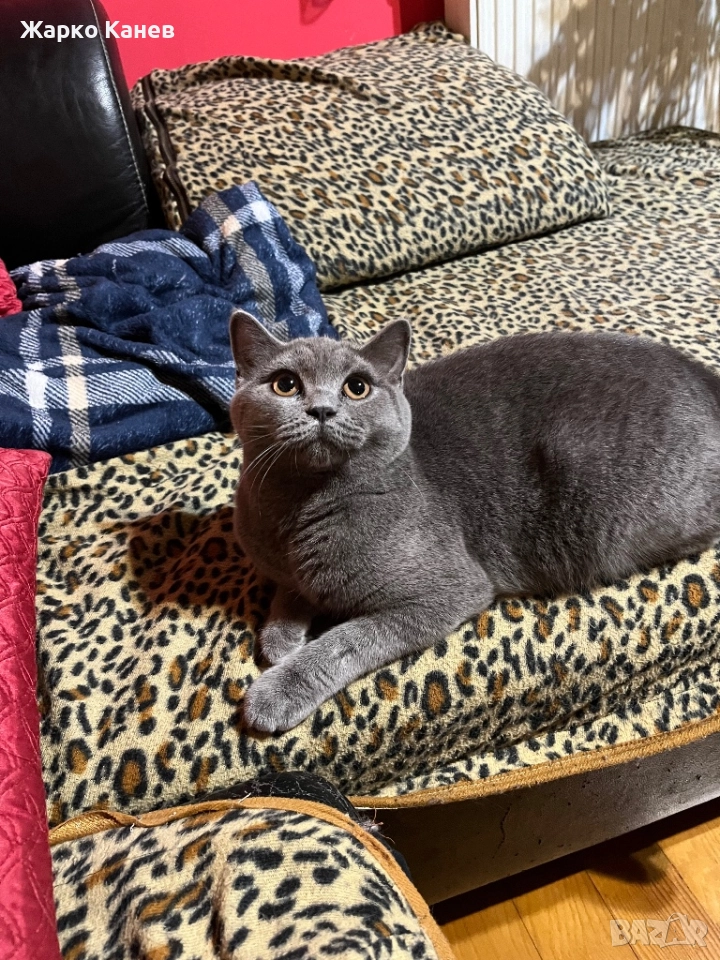 Британка за разплот, снимка 1