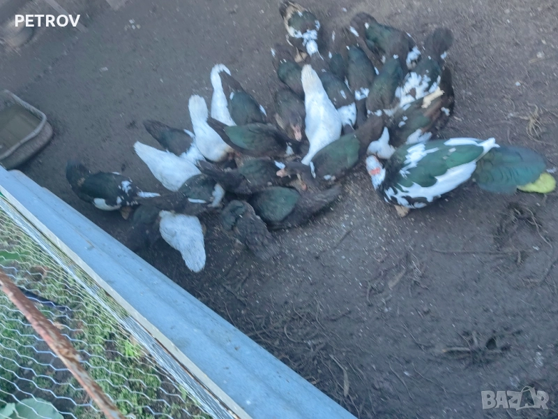 продавам неми патици  0877745051, снимка 1