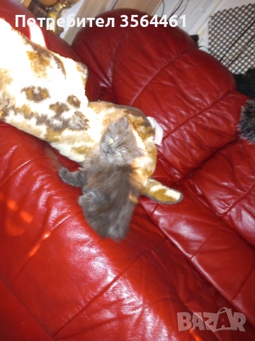 продавам персийско коте-мъжко, снимка 9 - Персийска - 52410928