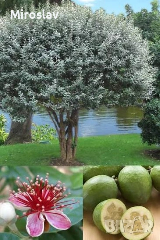 Ананасова гуава (Фейхоа), снимка 6 - Градински цветя и растения - 53913023