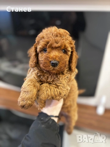 Той Пудел Момче  /Toy Poodle, снимка 9 - Пудели - 53305362