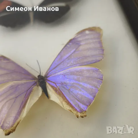 Препарирани пеперуди в рамка от Бразилия #5891, снимка 14 - Други ценни предмети - 50268046