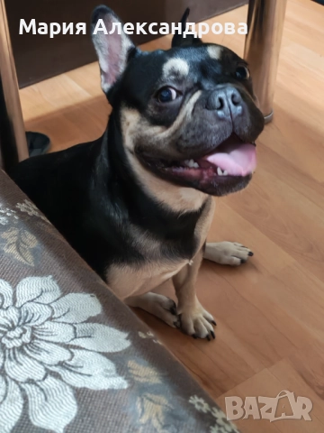 Френски булдог, снимка 1